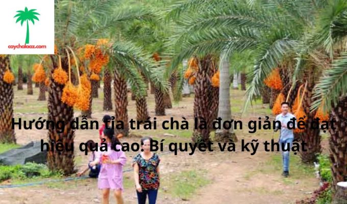 Hướng dẫn tỉa trái chà là đơn giản để đạt hiệu quả cao: Bí quyết và kỹ thuật