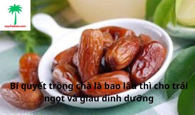 Bí quyết trồng chà là bao lâu thì cho trái ngọt và giàu dinh dưỡng