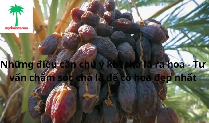 Những điều cần chú ý khi chà là ra hoa - Tư vấn chăm sóc chà là để có hoa đẹp nhất