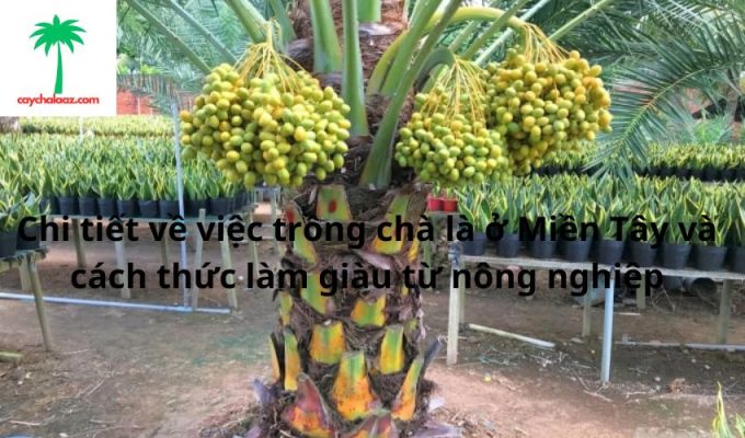 Chi tiết về việc trồng chà là ở Miền Tây và cách thức làm giàu từ nông nghiệp