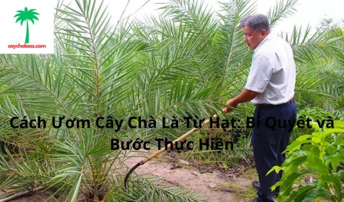 Cách Ươm Cây Chà Là Từ Hạt: Bí Quyết và Bước Thực Hiện