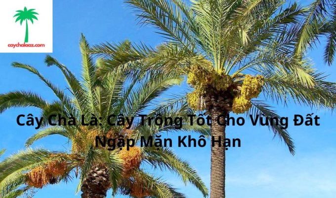 Cây Chà Là: Cây Trồng Tốt Cho Vùng Đất Ngập Mặn Khô Hạn