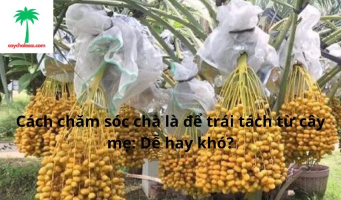 Cách chăm sóc chà là để trái tách từ cây mẹ: Dễ hay khó?