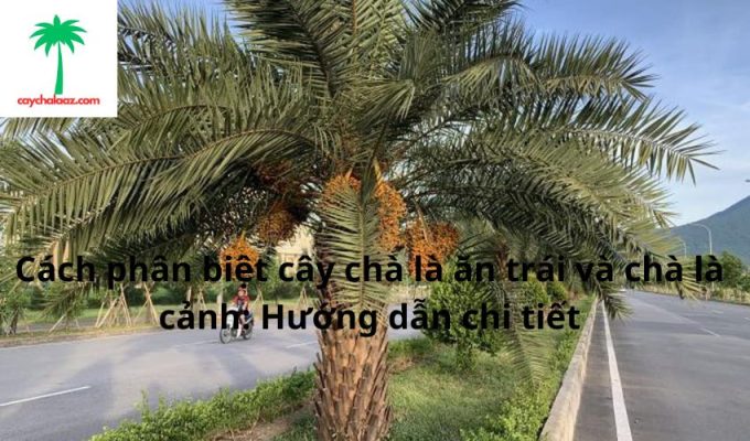 Cách phân biệt cây chà là ăn trái và chà là cảnh: Hướng dẫn chi tiết