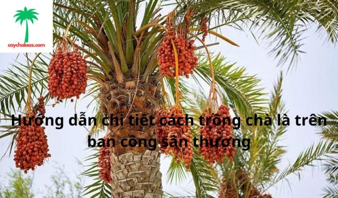 Hướng dẫn chi tiết cách trồng chà là trên ban công sân thượng