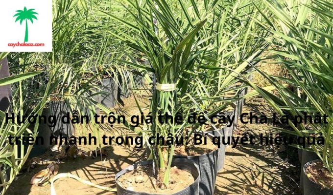 Hướng dẫn trộn giá thể để cây Chà Là phát triển nhanh trong chậu: Bí quyết hiệu quả