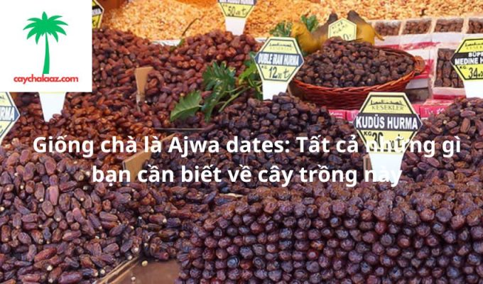 Giống chà là Ajwa dates: Tất cả những gì bạn cần biết về cây trồng này