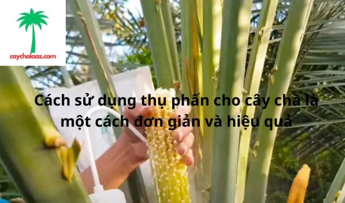 Cách sử dụng thụ phấn cho cây chà là một cách đơn giản và hiệu quả