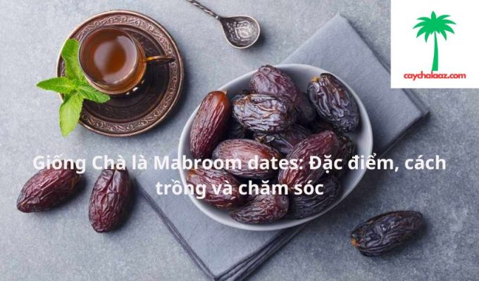 Giống Chà là Mabroom dates: Đặc điểm, cách trồng và chăm sóc