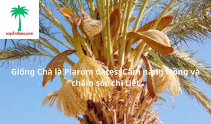 Giống Chà là Piarom dates: Cẩm nang trồng và chăm sóc chi tiết