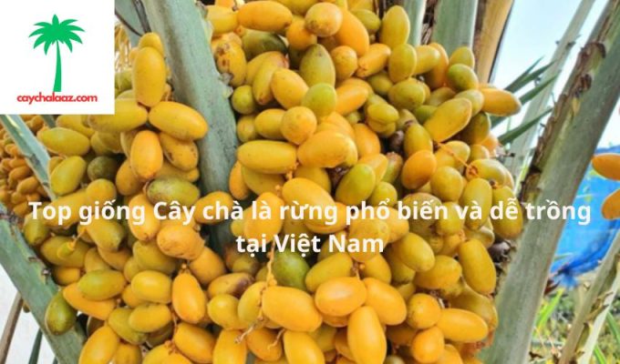 Top giống Cây chà là rừng phổ biến và dễ trồng tại Việt Nam