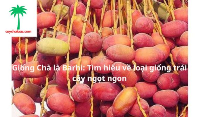 Giống Chà là Barhi: Tìm hiểu về loại giống trái cây ngọt ngon