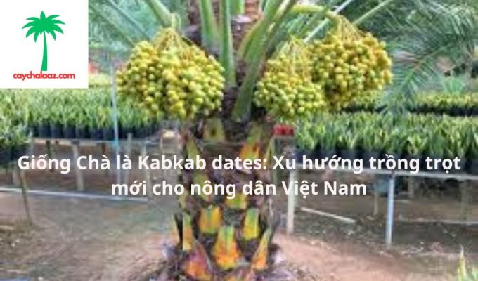 Giống Chà là Kabkab dates: Xu hướng trồng trọt mới cho nông dân Việt Nam