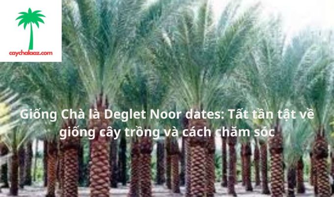 Giống Chà là Deglet Noor dates: Tất tần tật về giống cây trồng và cách chăm sóc