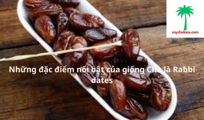 Những đặc điểm nổi bật của giống Chà là Rabbi dates