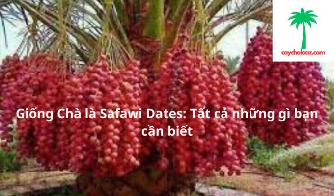 Giống Chà là Safawi Dates: Tất cả những gì bạn cần biết