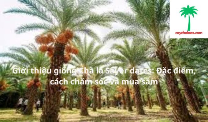 Giới thiệu giống Chà là Sayer dates: Đặc điểm, cách chăm sóc và mua sắm