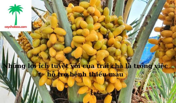 Những lợi ích tuyệt vời của trái chà là trong việc hỗ trợ bệnh thiếu máu