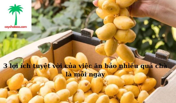 3 lợi ích tuyệt vời của việc ăn bảo nhiều quả chà là mỗi ngày