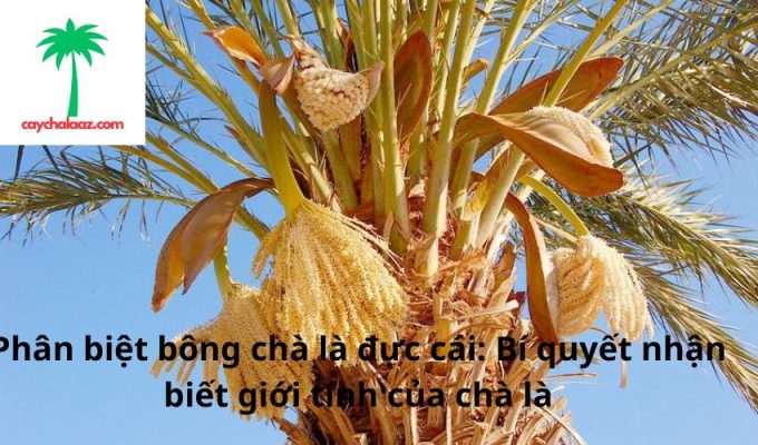 Phân biệt bông chà là đực cái: Bí quyết nhận biết giới tính của chà là