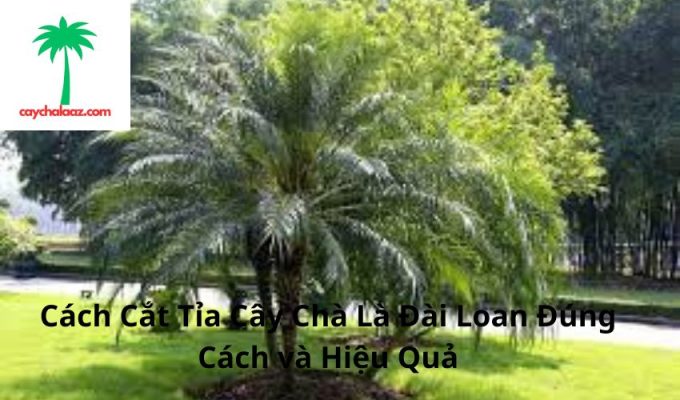 Cách Cắt Tỉa Cây Chà Là Đài Loan Đúng Cách và Hiệu Quả