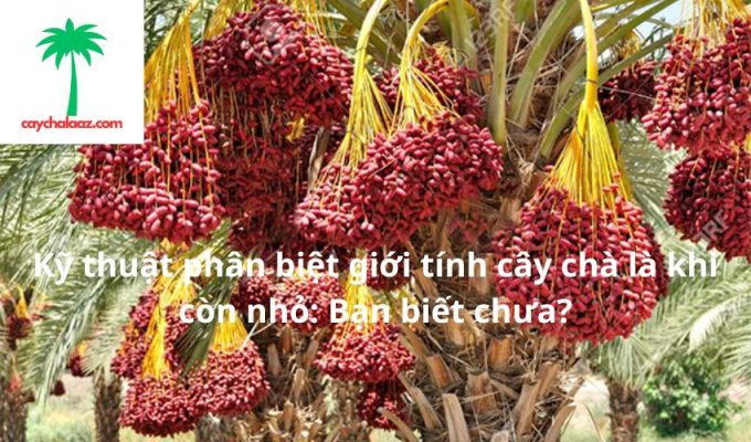 Kỹ thuật phân biệt giới tính cây chà là khi còn nhỏ: Bạn biết chưa?