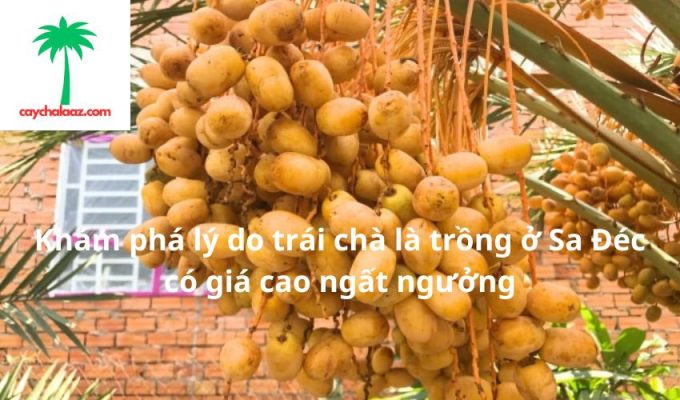 Khám phá lý do trái chà là trồng ở Sa Đéc có giá cao ngất ngưởng