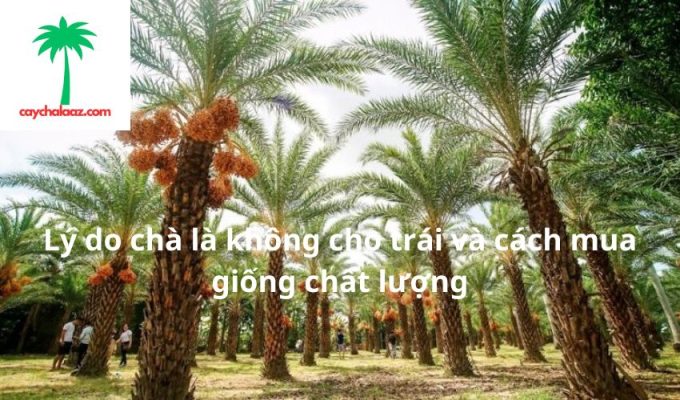 Lý do chà là không cho trái và cách mua giống chất lượng