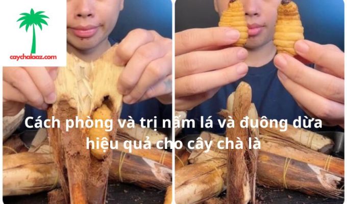 Cách phòng và trị nấm lá và đuông dừa hiệu quả cho cây chà là