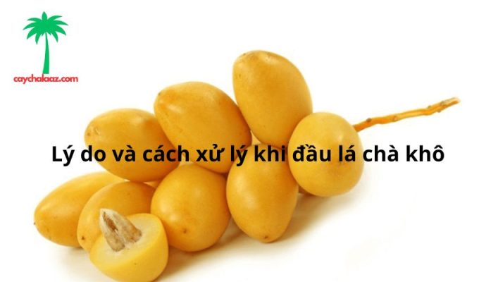 Lý do và cách xử lý khi đầu lá chà khô