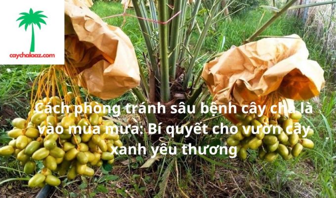 5 cách phòng tránh sâu bệnh cây chà là vào mùa mưa: Bí quyết cho vườn cây xanh yêu thương