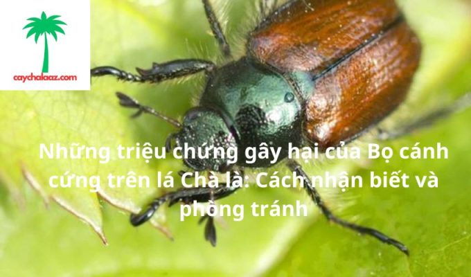 Những triệu chứng gây hại của Bọ cánh cứng trên lá Chà là: Cách nhận biết và phòng tránh