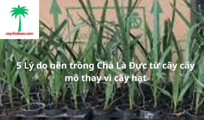 5 Lý do nên trồng Chà Là Đực từ cây cấy mô thay vì cây hạt