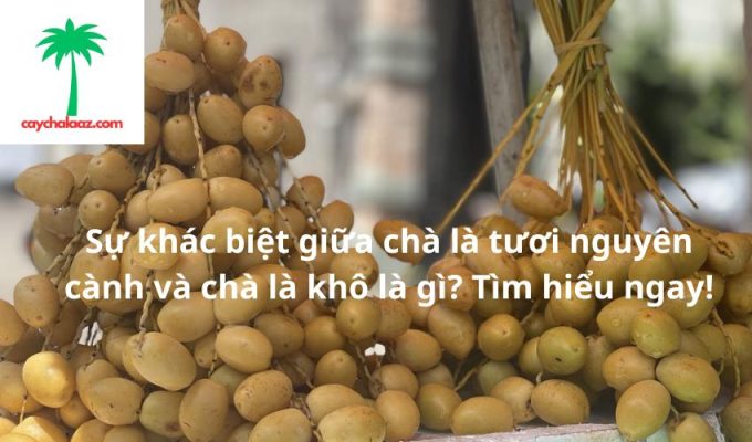 Sự khác biệt giữa chà là tươi nguyên cành và chà là khô là gì? Tìm hiểu ngay!