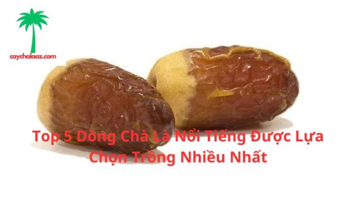 Top 5 Dòng Chà Là Nổi Tiếng Được Lựa Chọn Trồng Nhiều Nhất