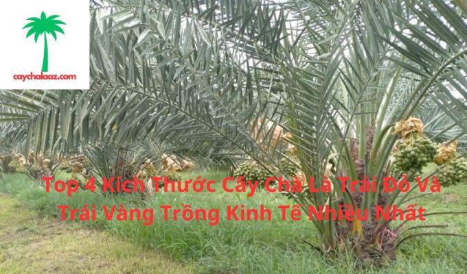 Top 4 Kích Thước Cây Chà Là Trái Đỏ Và Trái Vàng Trồng Kinh Tế Nhiều Nhất